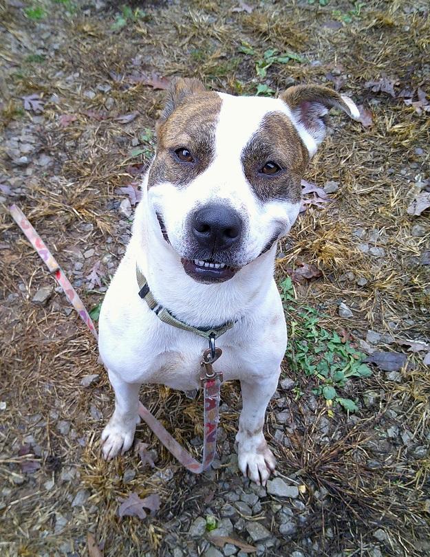 Enlarge STAR, a ADOPTABLE Terrier in Pegram, TN image 3/6