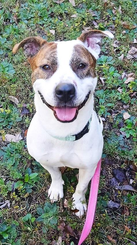 Enlarge STAR, a ADOPTABLE Terrier in Pegram, TN image 4/6