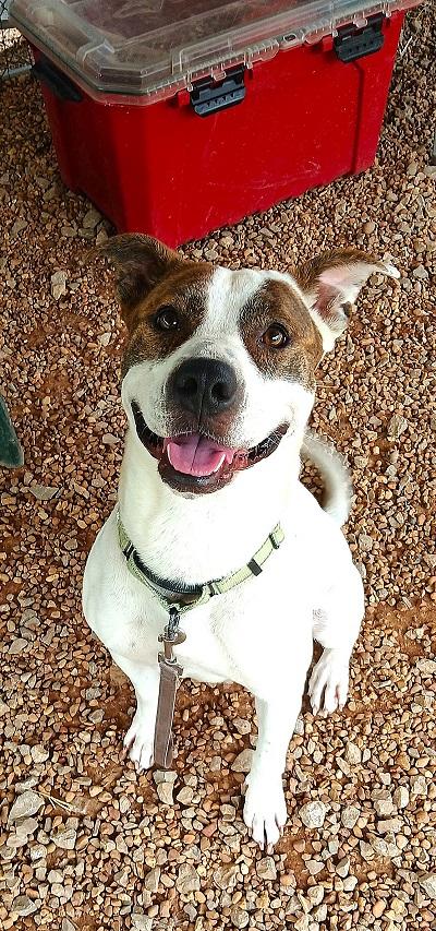 Enlarge STAR, a ADOPTABLE Terrier in Pegram, TN image 5/6