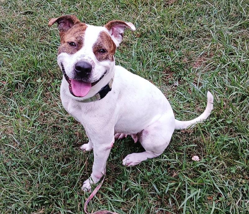 Enlarge STAR, a ADOPTABLE Terrier in Pegram, TN image 6/6