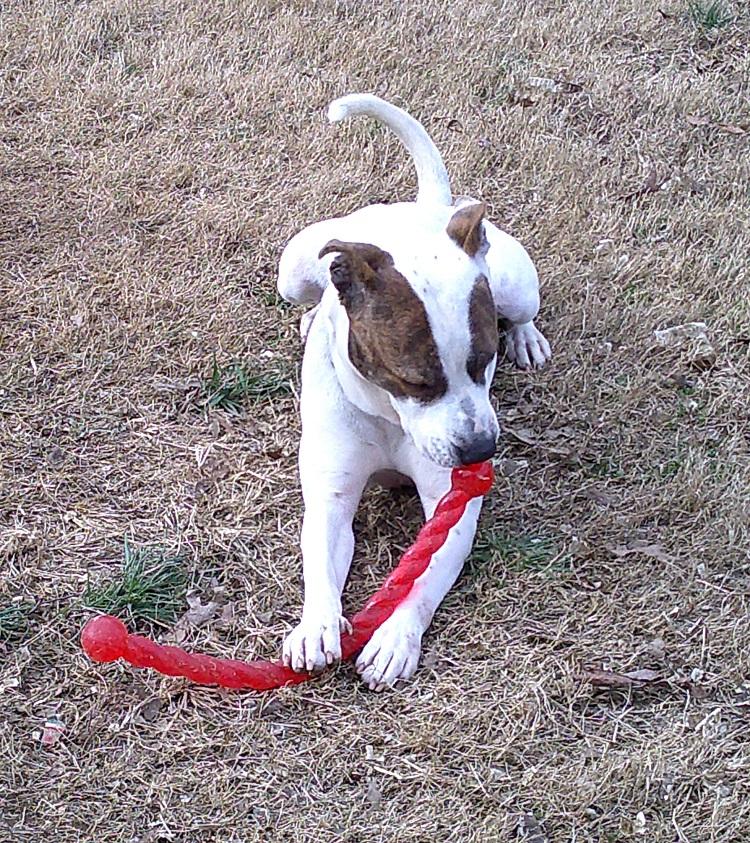 Enlarge STAR, a ADOPTABLE Terrier in Pegram, TN image 5/6