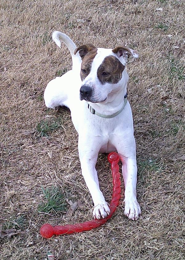 Enlarge STAR, a ADOPTABLE Terrier in Pegram, TN image 4/6