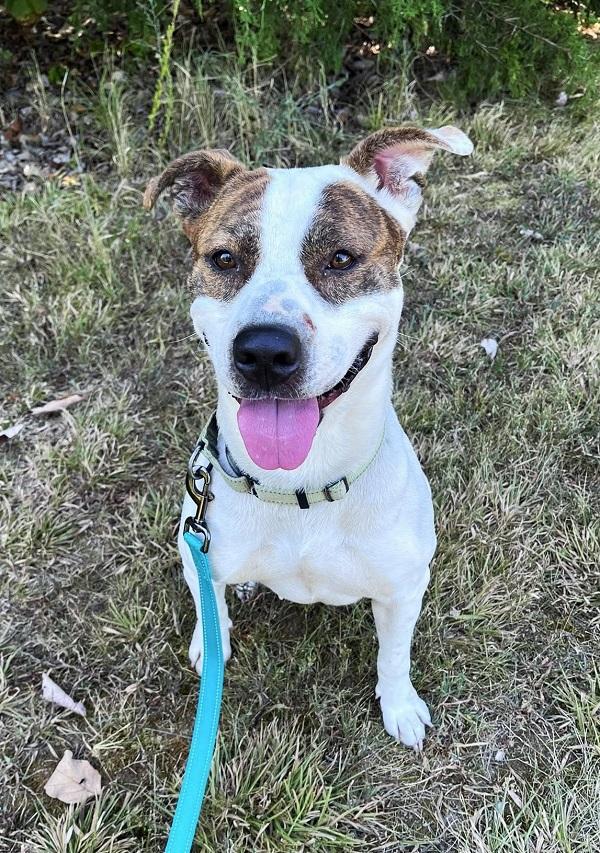 Enlarge STAR, a ADOPTABLE Terrier in Pegram, TN image 6/6