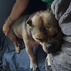 Meatball, a ADOPTABLE mixed breed in Mendham, NJ image 2/3