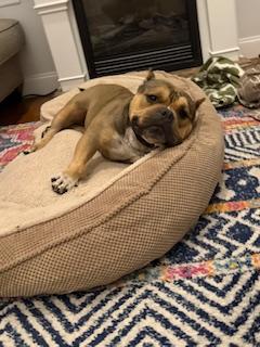 Meatball, a ADOPTABLE mixed breed in Mendham, NJ image 1/3