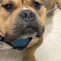 Meatball, a ADOPTABLE mixed breed in Mendham, NJ image 3/3