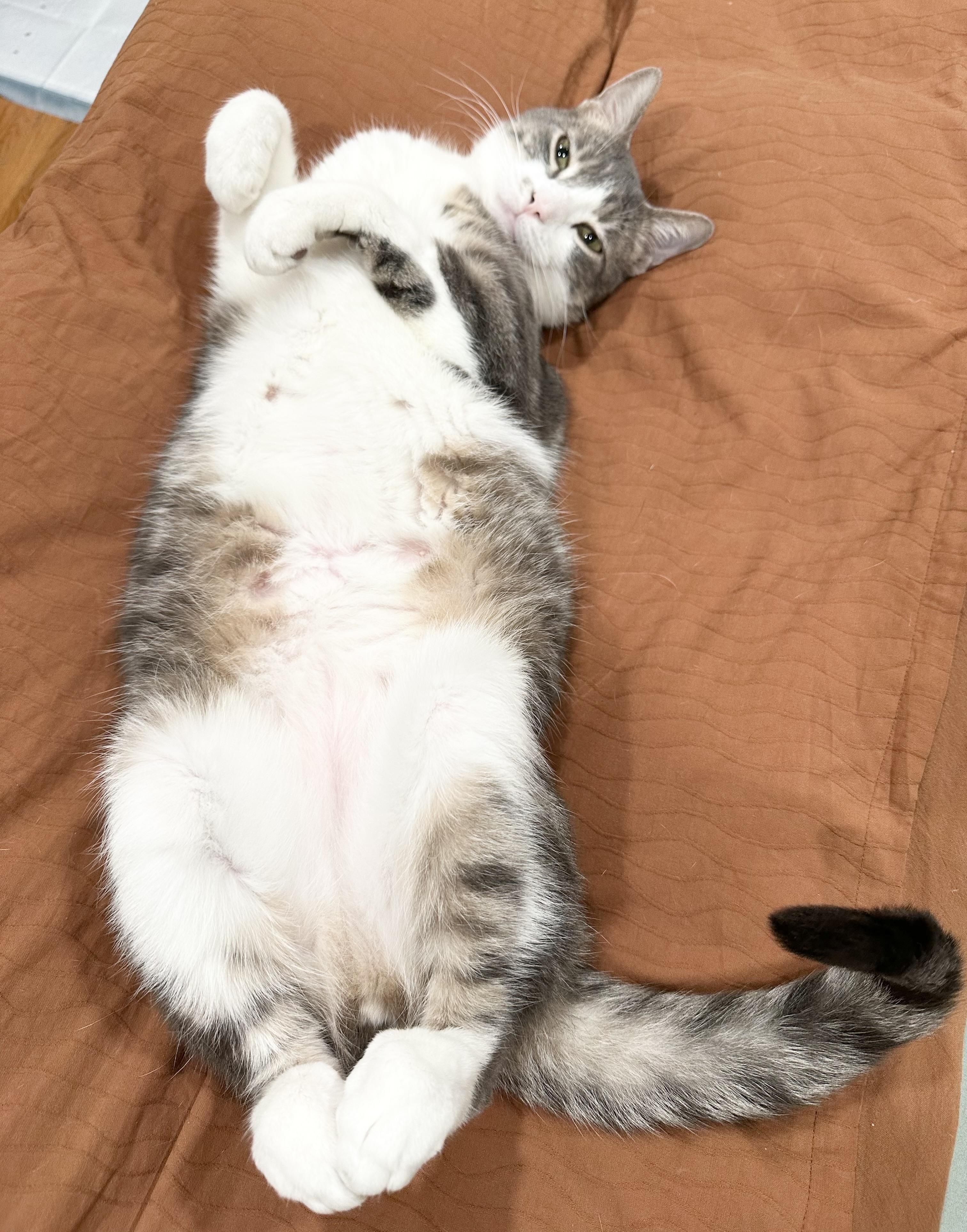 Enlarge Bobi, a Adoptable Domestic Short Hair in New York, NY image 5/6
