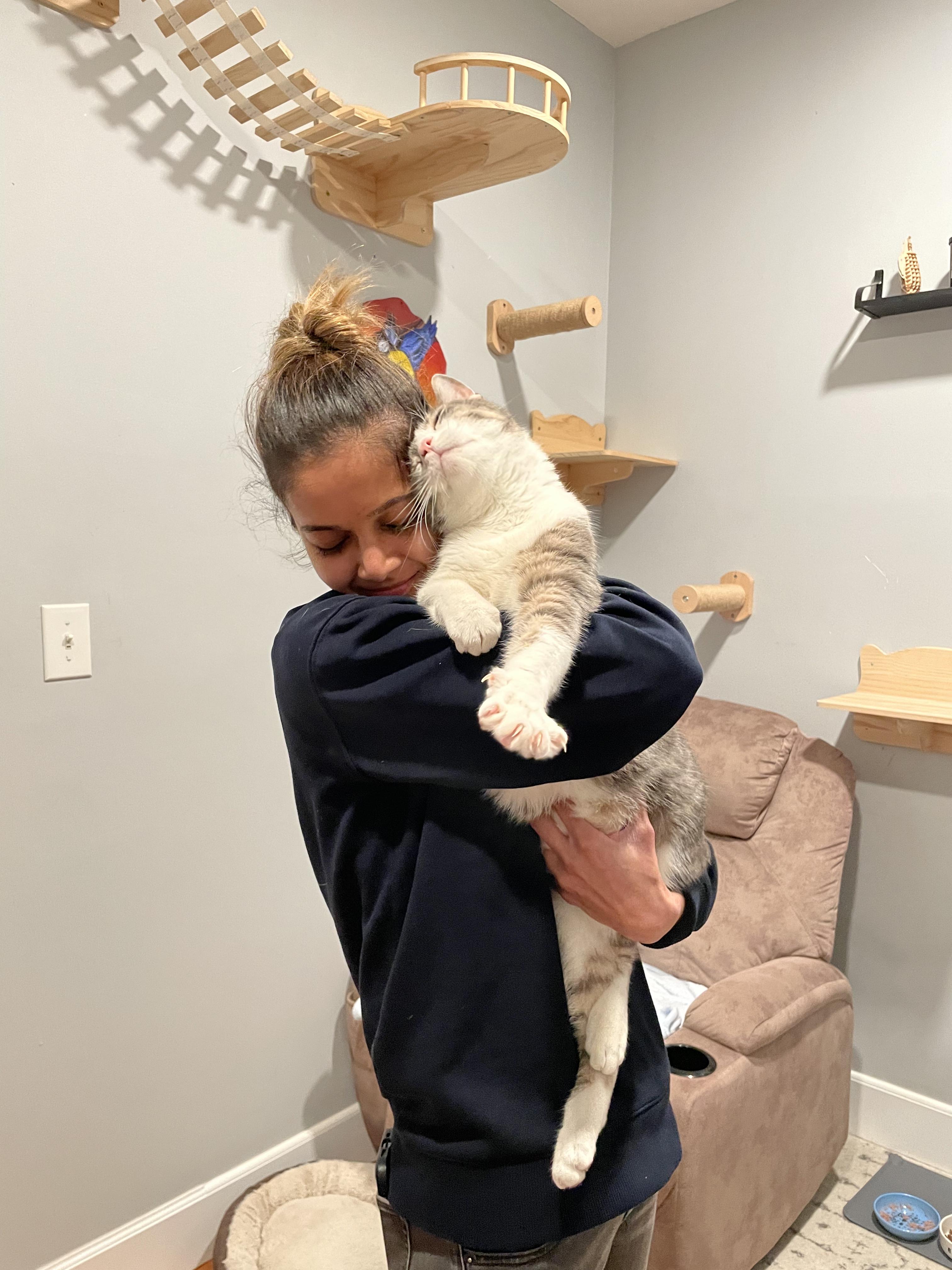 Enlarge Bobi, a Adoptable Domestic Short Hair in New York, NY image 4/6