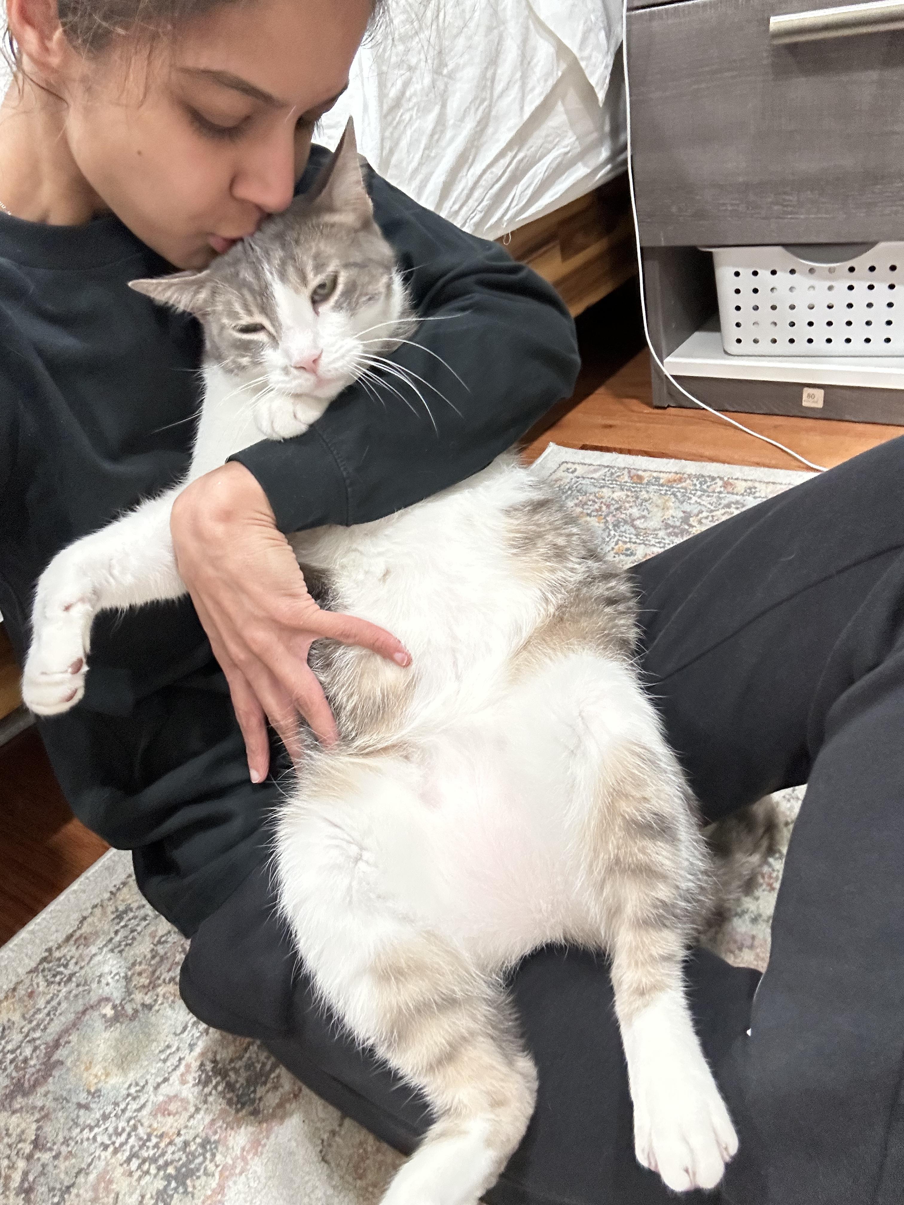Enlarge Bobi, a Adoptable Domestic Short Hair in New York, NY image 3/6