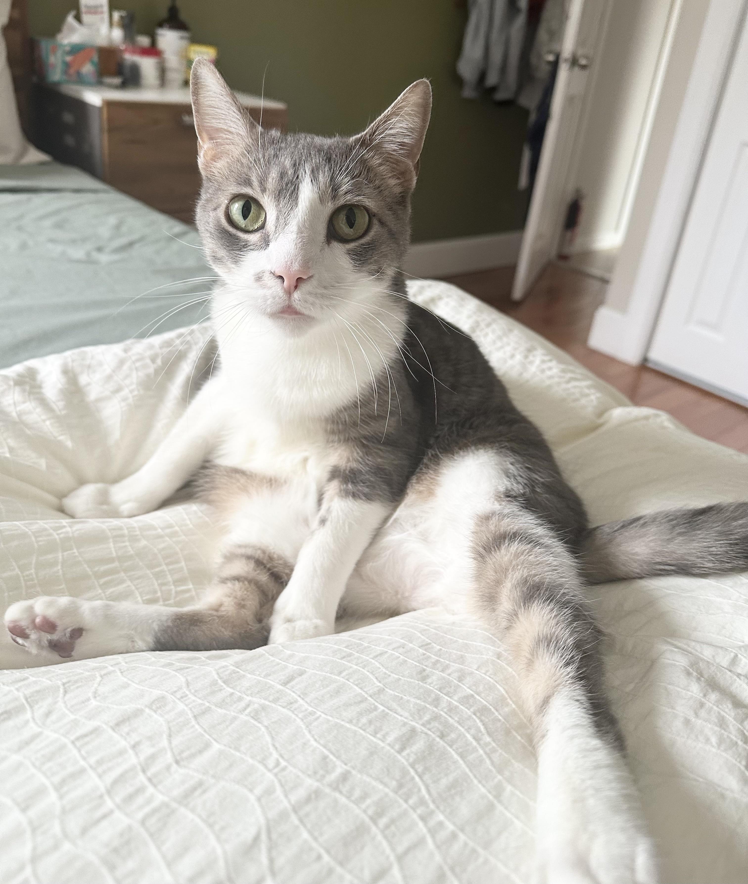 Bobi, Adoptable, Adult Male Domestic Short Hair.