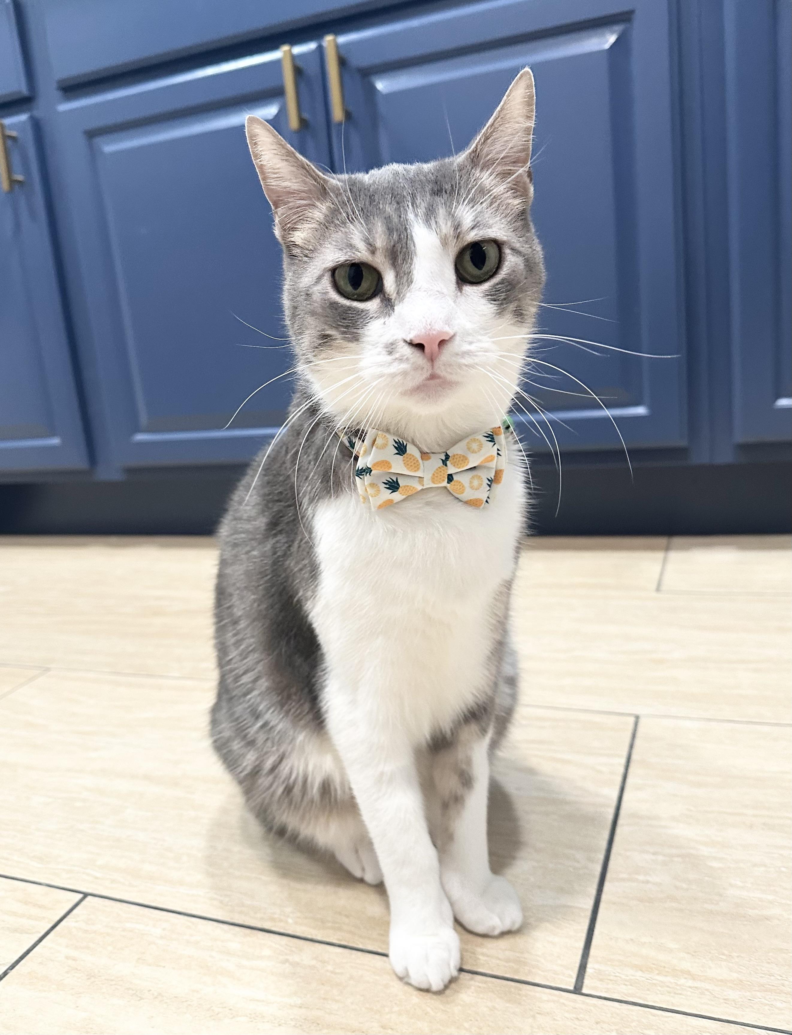 Enlarge Bobi, a Adoptable Domestic Short Hair in New York, NY image 2/6