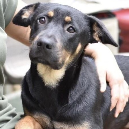 Talia (Victoria Litter) photo