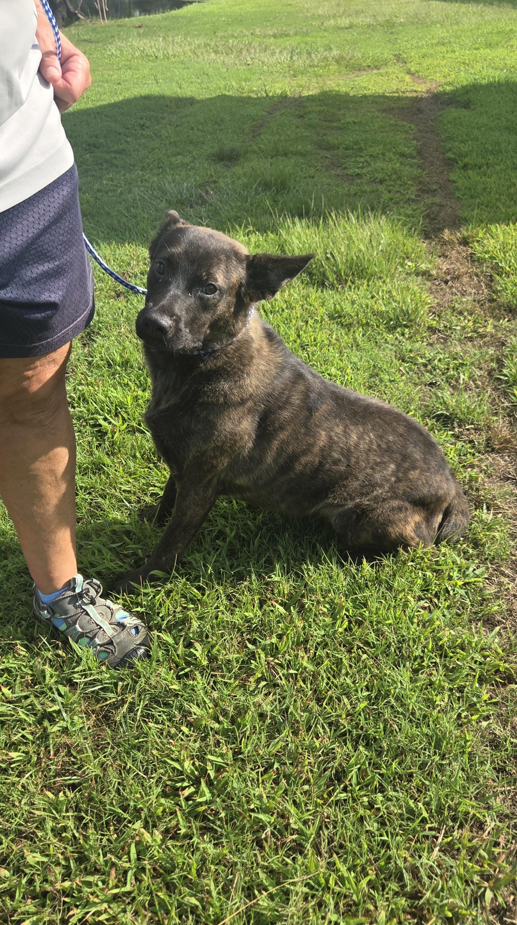 Enlarge Sativa, a Adoptable mixed breed in Pittsburgh, PA image 4/4