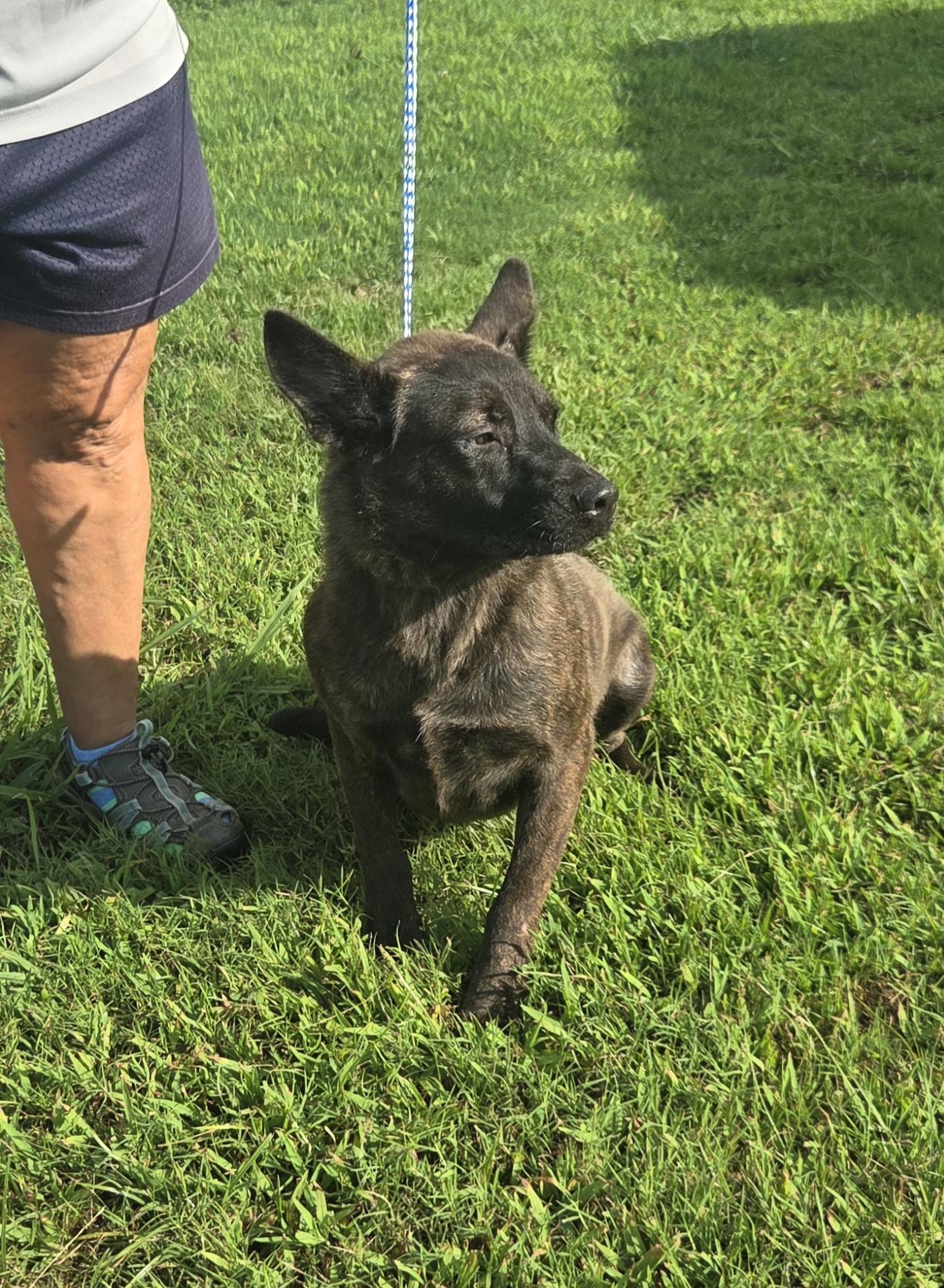 Sativa, Adoptable, Adult Female Belgian Shepherd / Malinois & German Shepherd Dog.