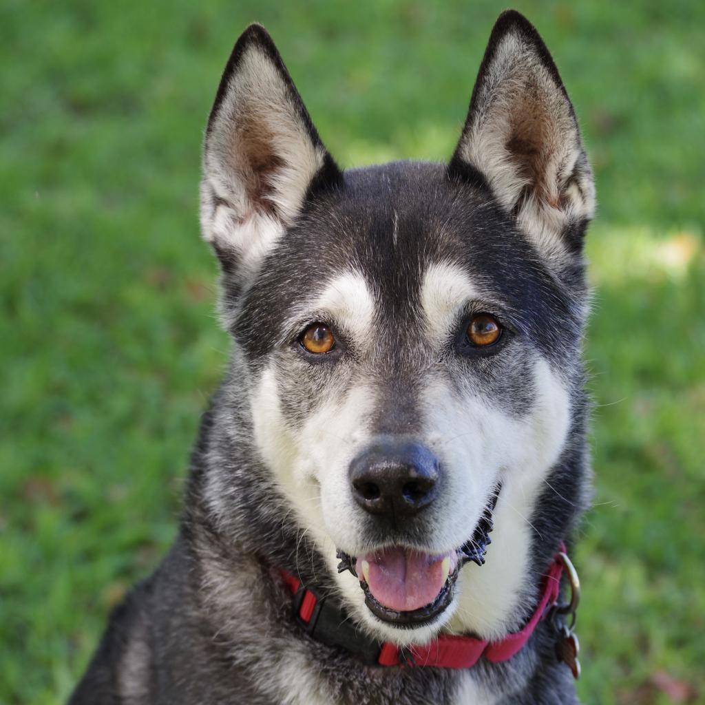 Blake, Adoptable, Senior Male Siberian Husky.