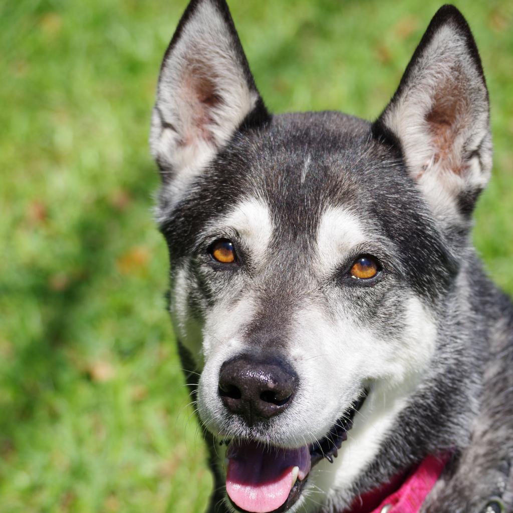 Blake, a Adoptable mixed breed in Miami, FL image 4/6