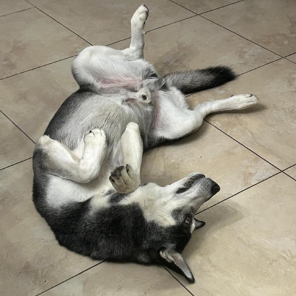 Blake, a Adoptable mixed breed in Miami, FL image 5/6