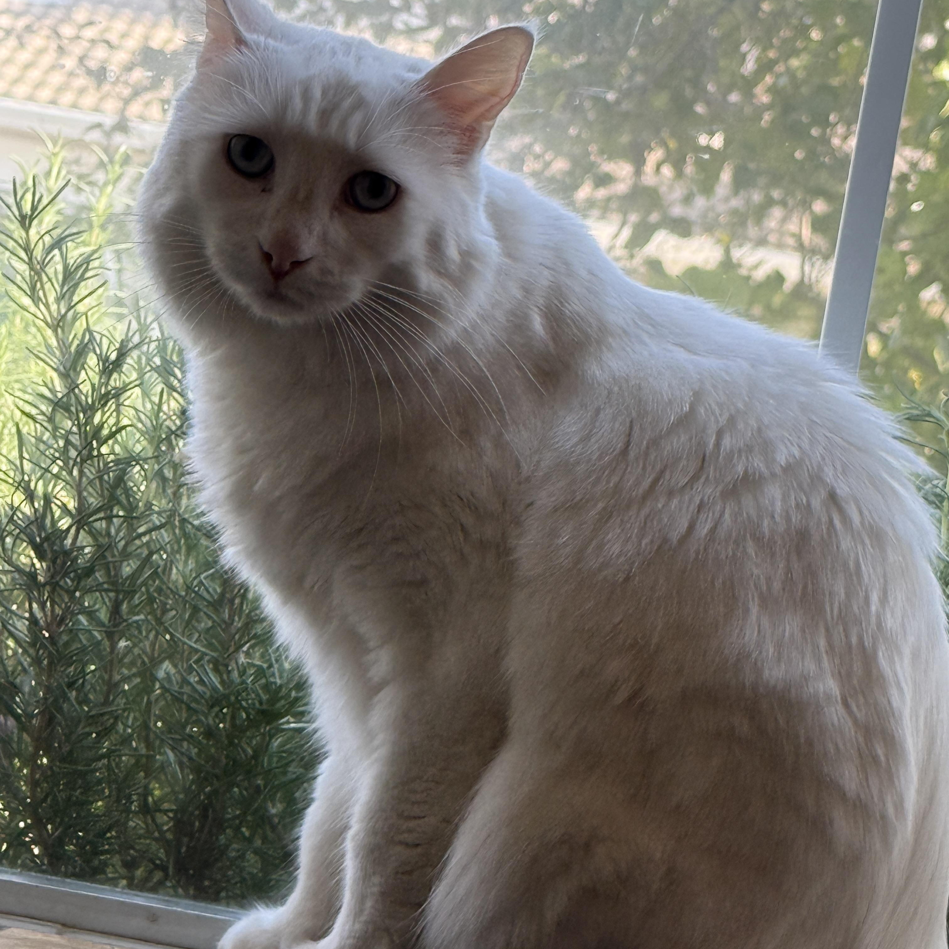 Tilly, ADOPTABLE, Adult Female Domestic Long Hair.