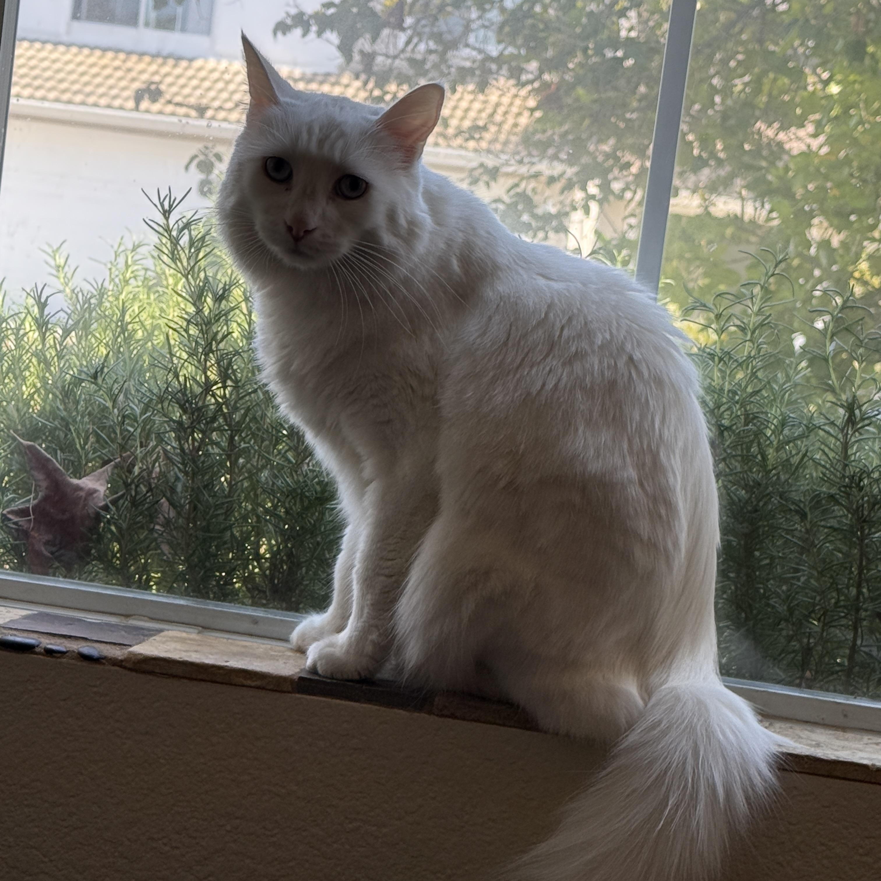 Enlarge Tilly, a ADOPTABLE Domestic Long Hair in Oceanside, CA image 2/2