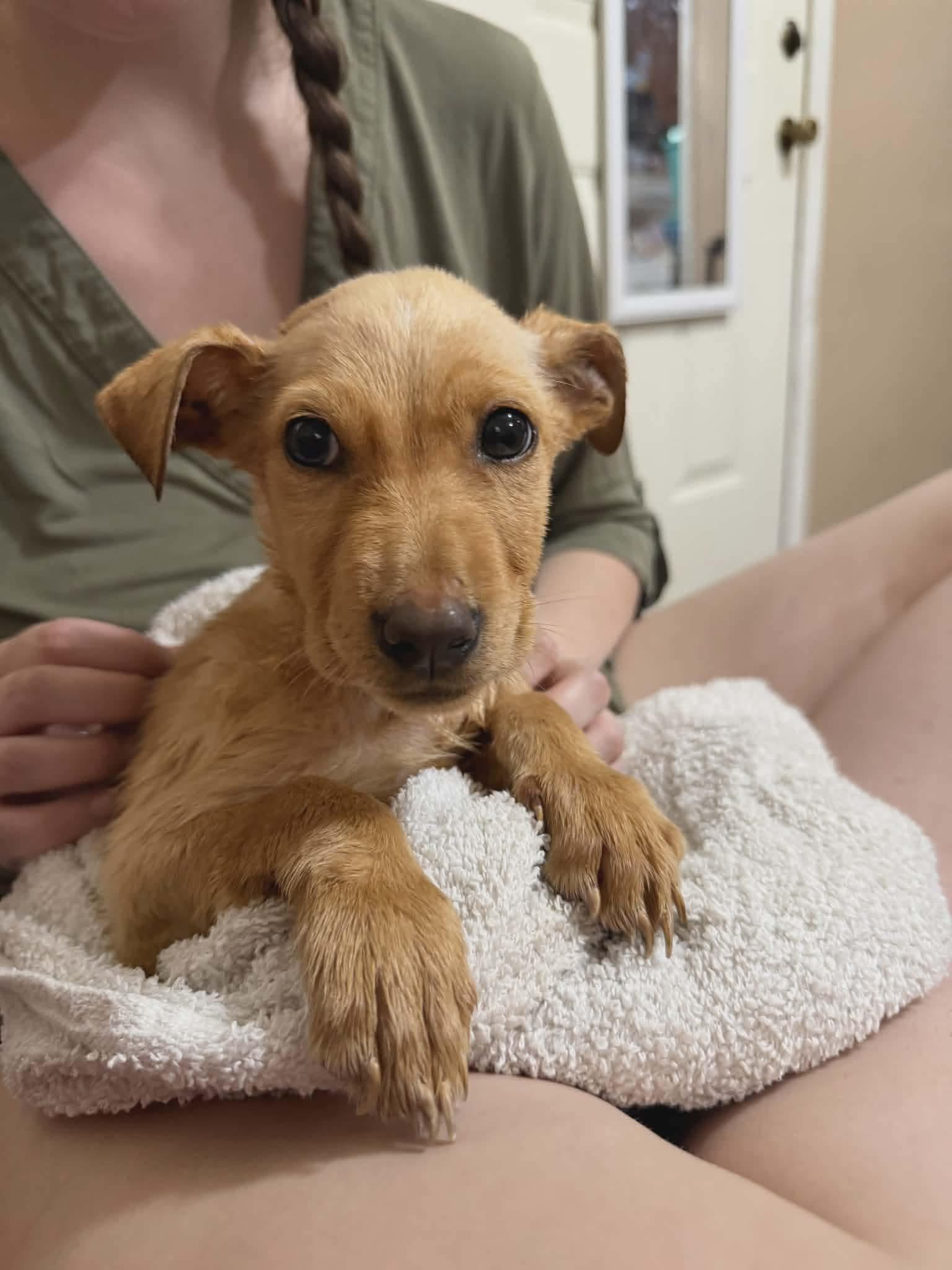 Nora, an adopted mixed breed in Westport, MA image 5/6