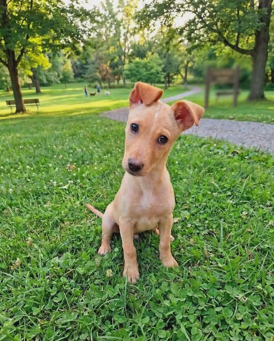 Nora, an adopted mixed breed in Westport, MA image 2/6