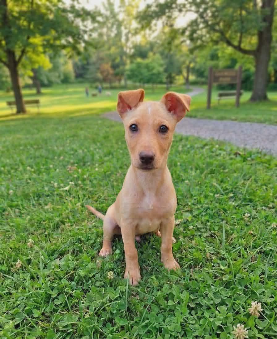Nora, an adopted mixed breed in Westport, MA image 1/6