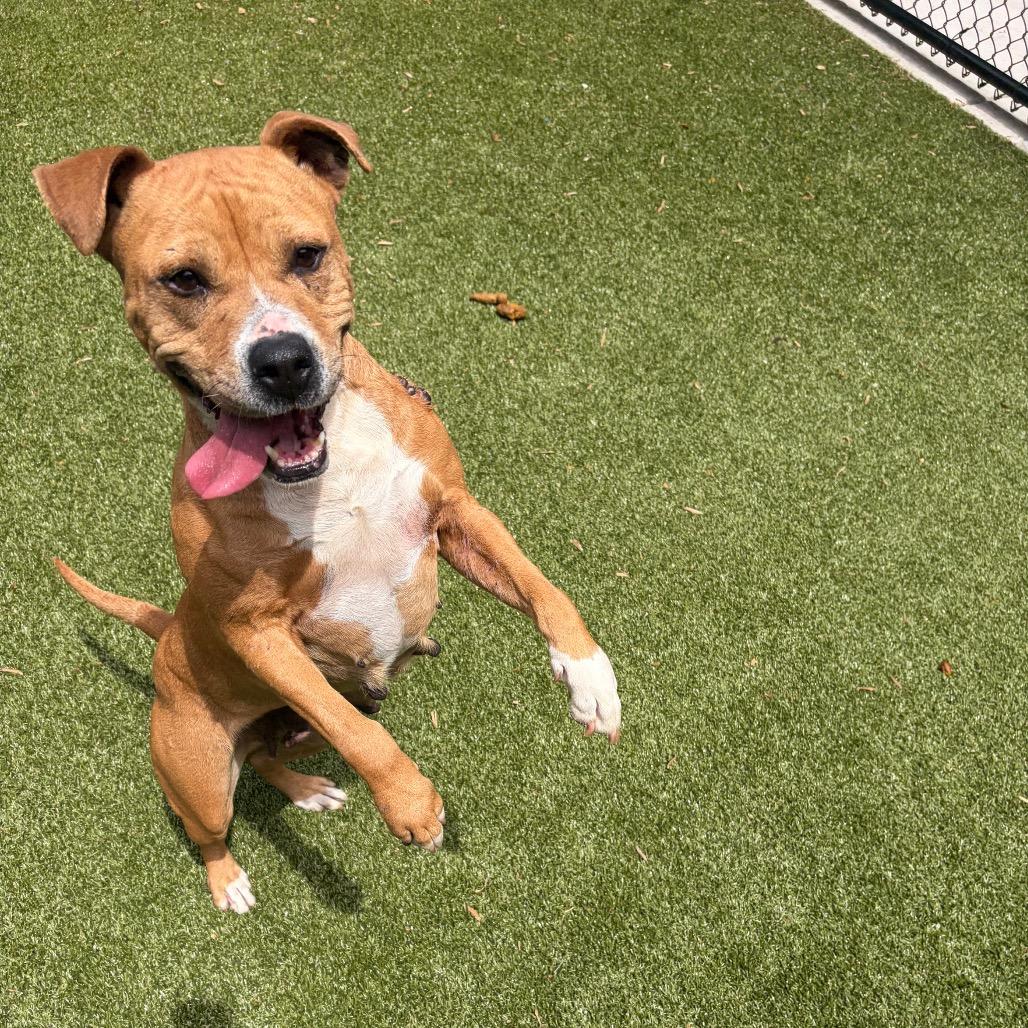 Buttercup, Adoptable, Adult Female Mixed Breed.