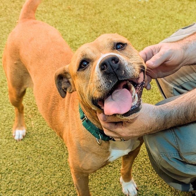 Buttercup, a Adoptable Mixed Breed in Greensboro, NC image 2/6