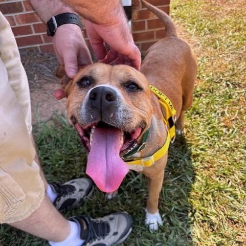 Buttercup, a Adoptable Mixed Breed in Greensboro, NC image 3/6