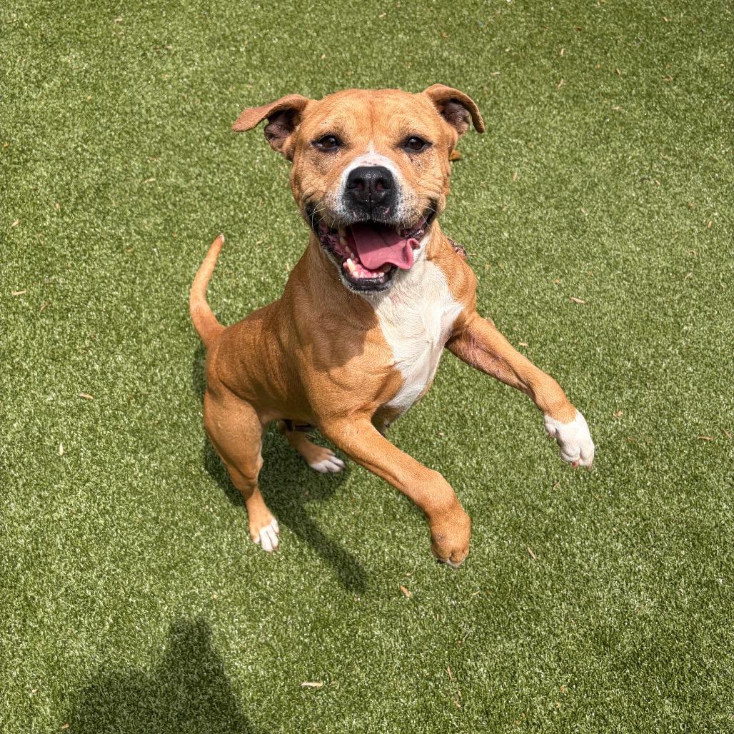 Buttercup, a Adoptable Mixed Breed in Greensboro, NC image 4/6