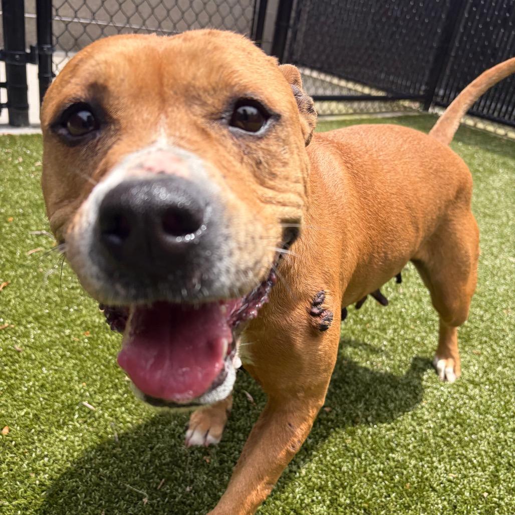 Buttercup, a Adoptable Mixed Breed in Greensboro, NC image 5/6