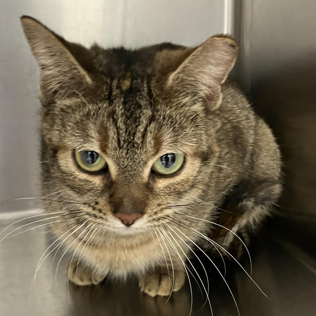 Enlarge Lydia, a Adoptable Domestic Short Hair in Grand Rapids, MI image 1/1