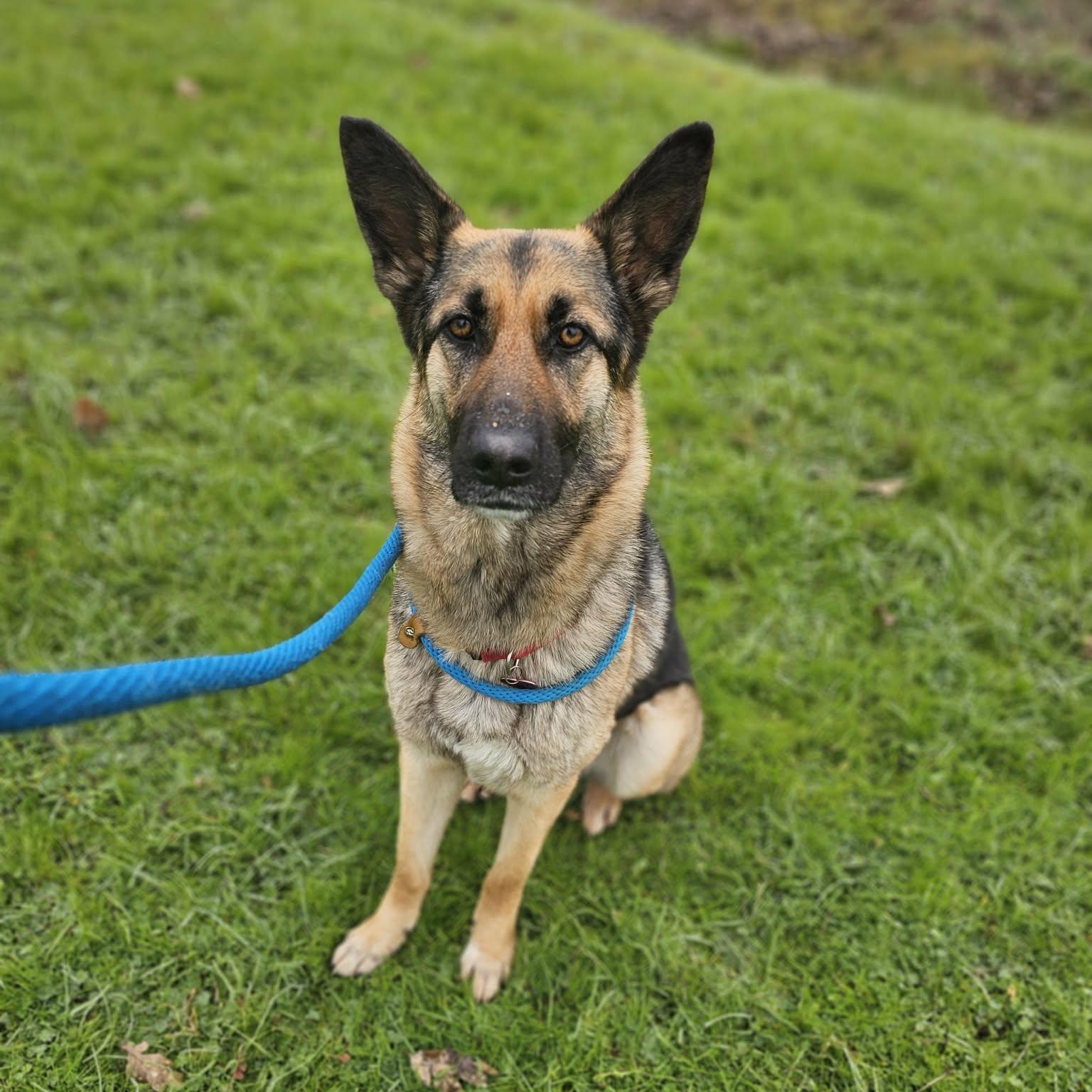 Enlarge Innova, an adopted German Shepherd Dog in Grants Pass, OR image 4/6