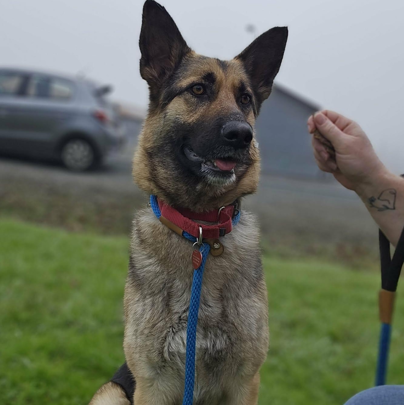 Enlarge Innova, an adopted German Shepherd Dog in Grants Pass, OR image 3/6