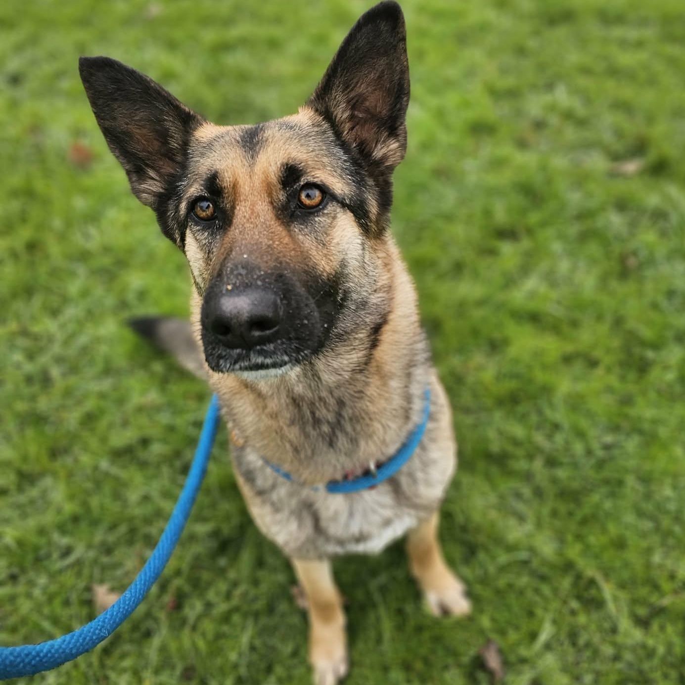 Enlarge Innova, an adopted German Shepherd Dog in Grants Pass, OR image 6/6