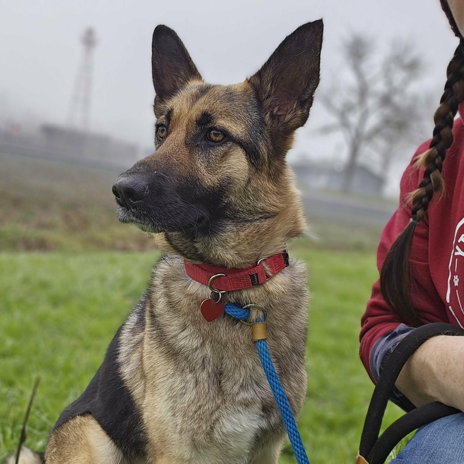 Enlarge Innova, an adopted German Shepherd Dog in Grants Pass, OR image 1/6