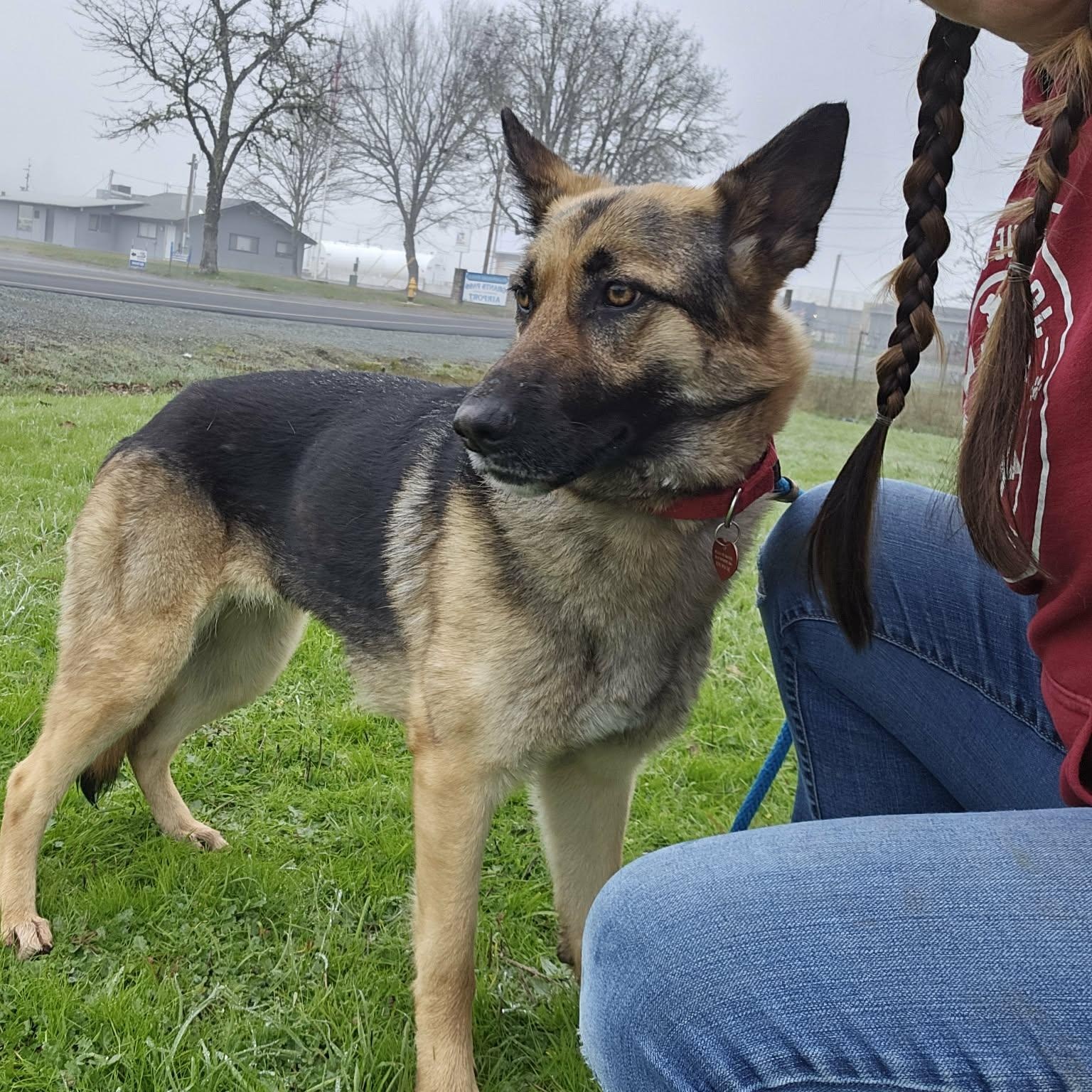 Enlarge Innova, an adopted German Shepherd Dog in Grants Pass, OR image 5/6