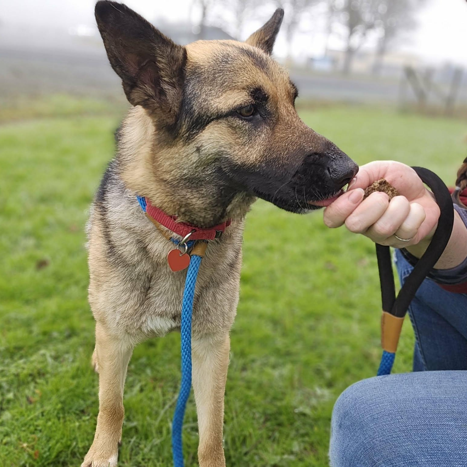 Enlarge Innova, an adopted German Shepherd Dog in Grants Pass, OR image 2/6