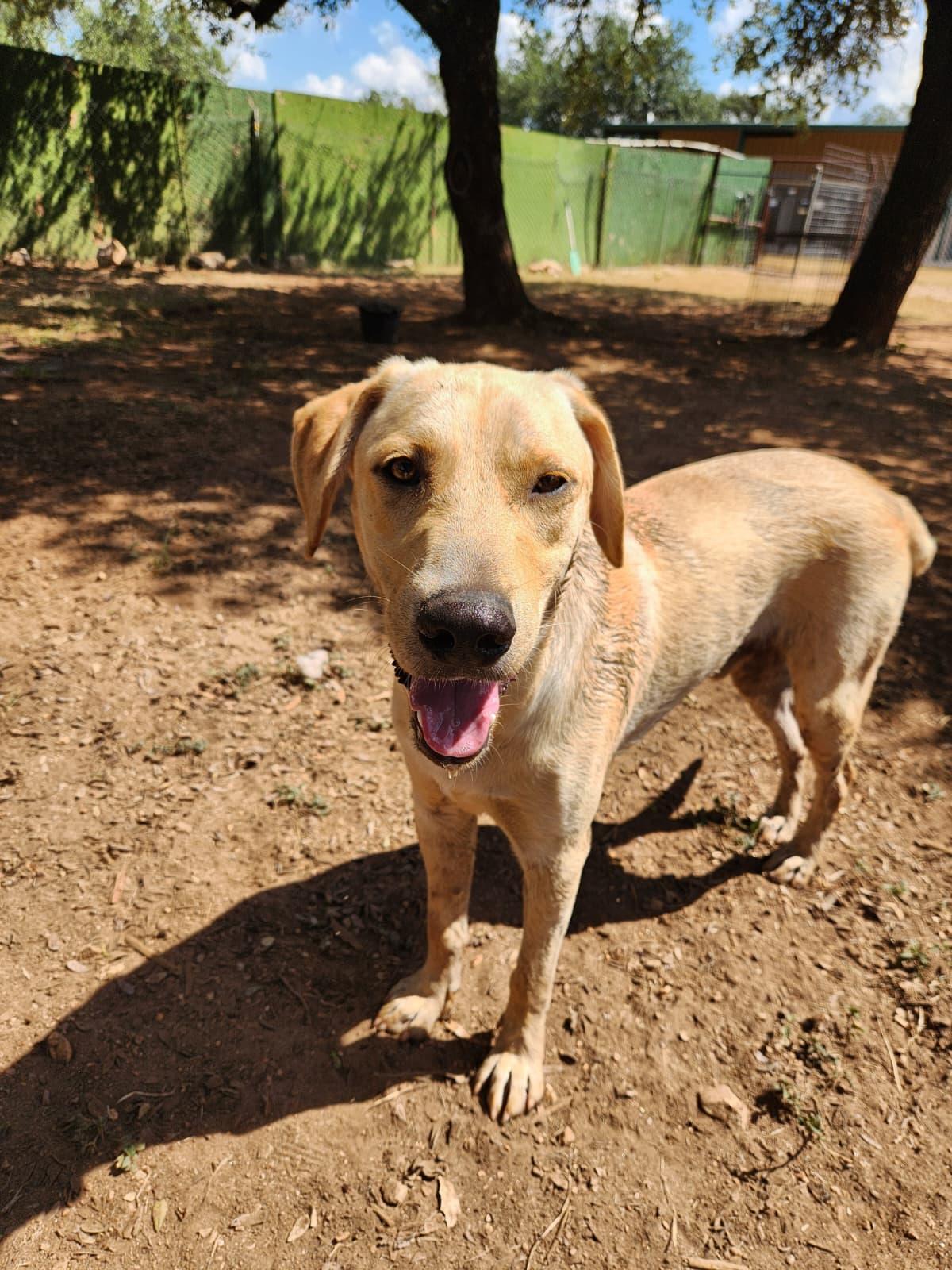 Enlarge Fauna, a Adoptable mixed breed in Marble Falls, TX image 4/5