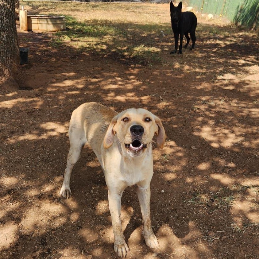 Enlarge Fauna, a Adoptable mixed breed in Marble Falls, TX image 1/5