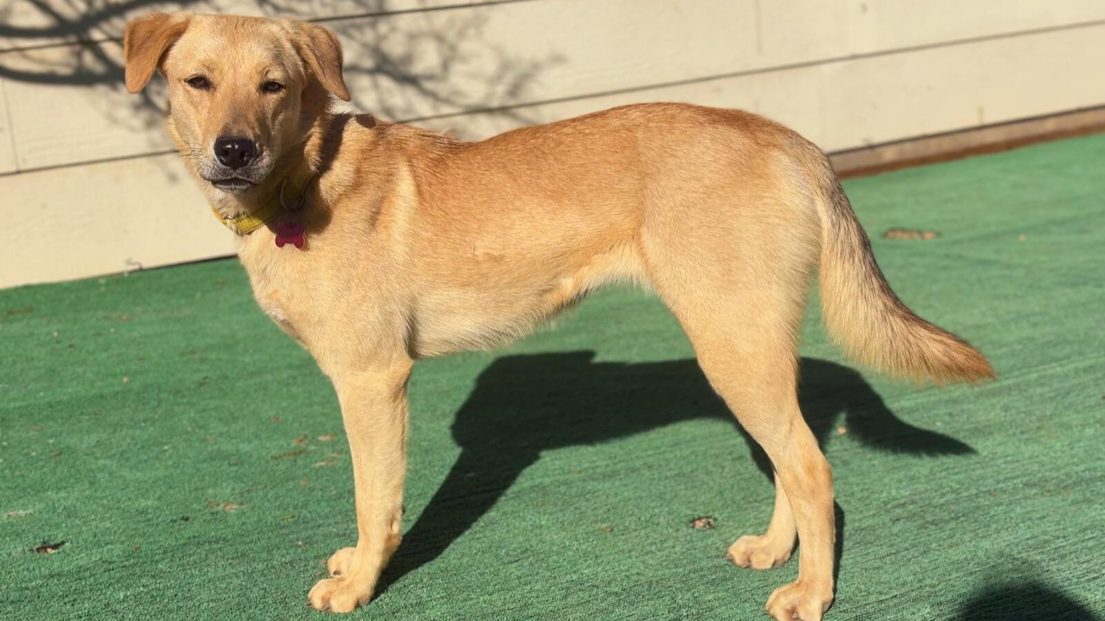 Enlarge Fauna, a Adoptable mixed breed in Marble Falls, TX image 5/5