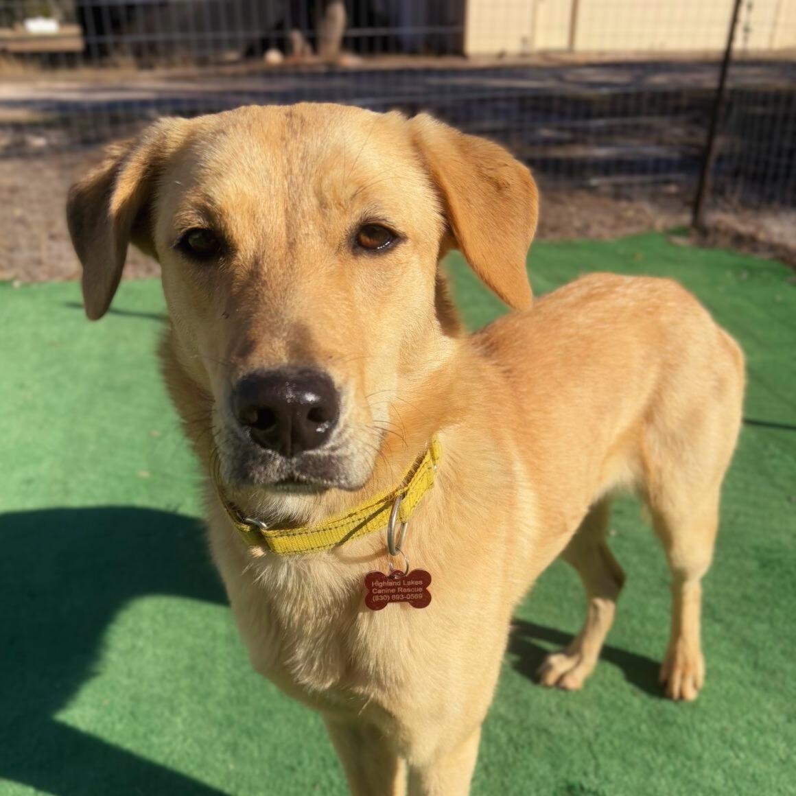 Enlarge Fauna, a Adoptable mixed breed in Marble Falls, TX image 2/5