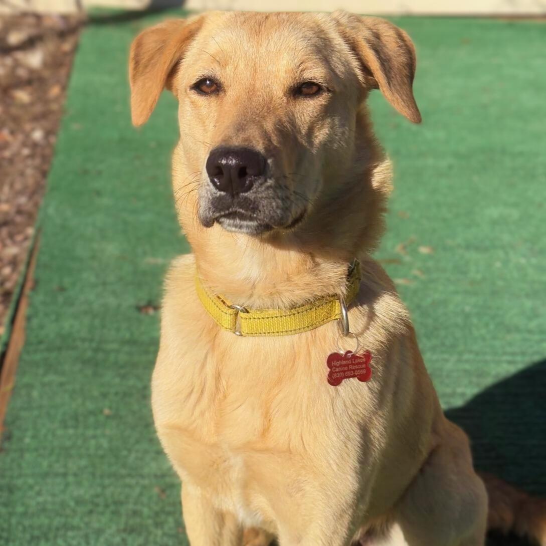 Enlarge Fauna, a Adoptable mixed breed in Marble Falls, TX image 3/5