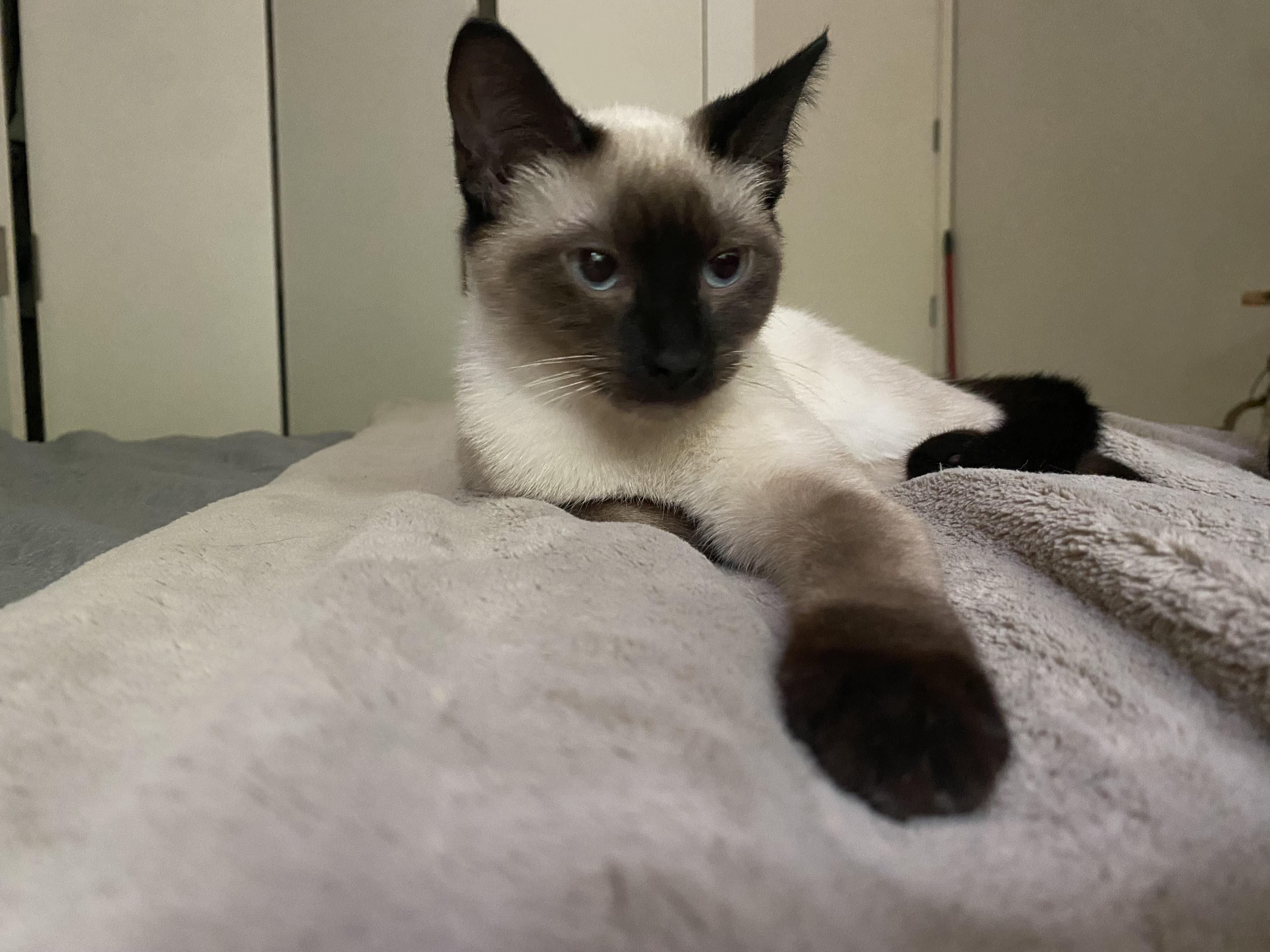 Photo of Young Female Siamese Seal Point