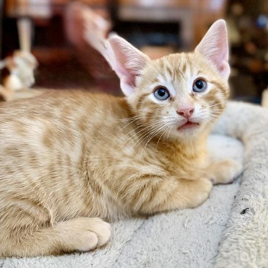 Enlarge Fox, a Adoptable Domestic Short Hair in Ottawa, ON image 2/5