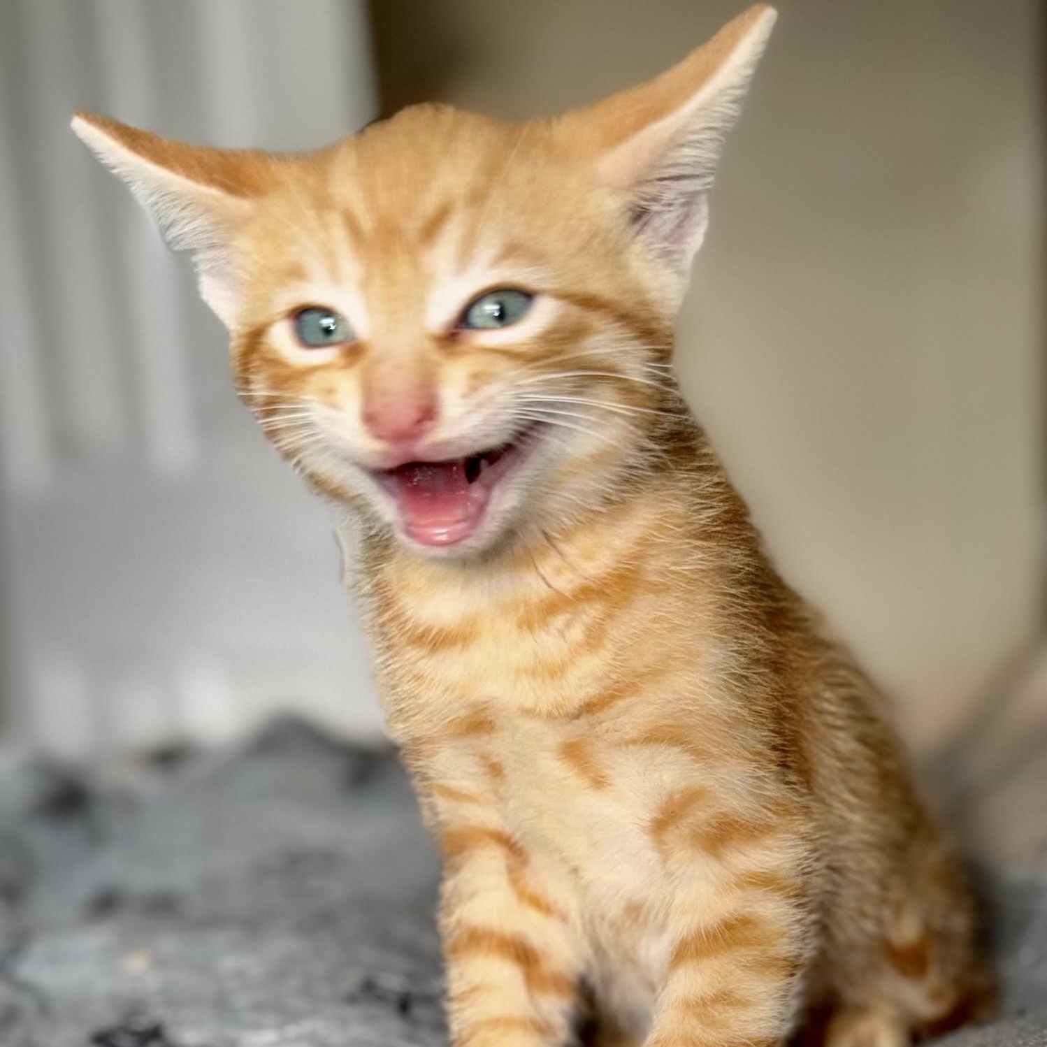 Enlarge Fox, a Adoptable Domestic Short Hair in Ottawa, ON image 3/5