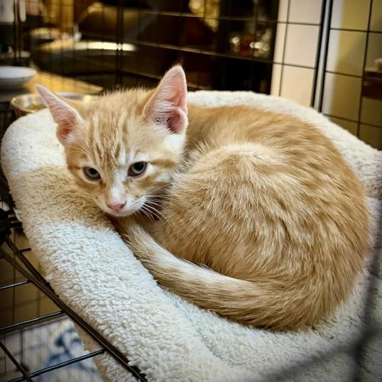 Enlarge Fox, a Adoptable Domestic Short Hair in Ottawa, ON image 5/5