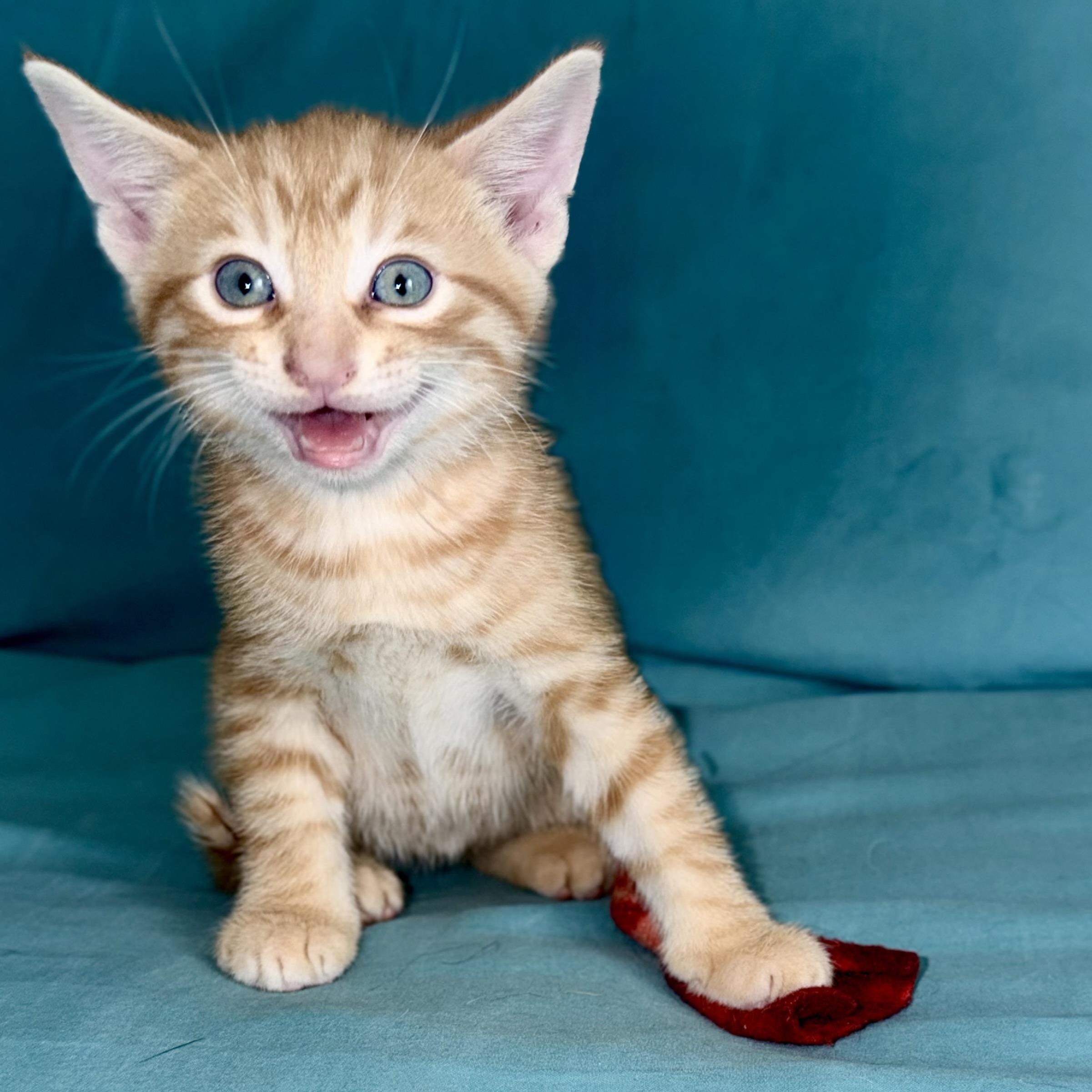 Enlarge Fox, a Adoptable Domestic Short Hair in Ottawa, ON image 1/5