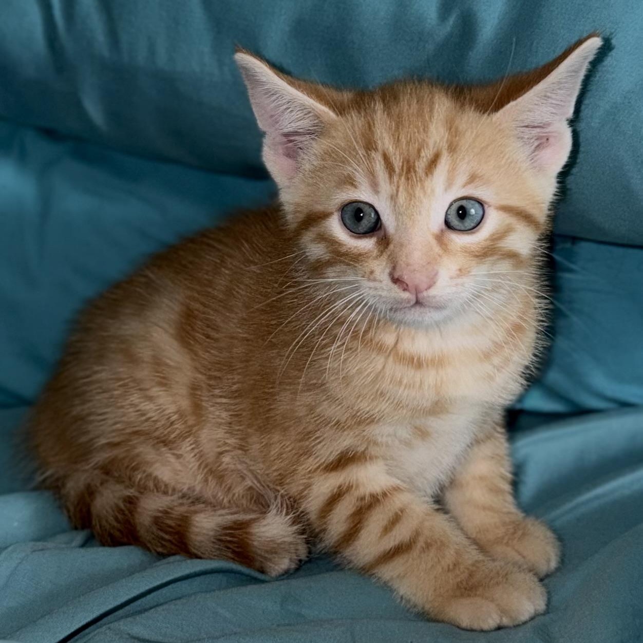 Enlarge Fox, a Adoptable Domestic Short Hair in Ottawa, ON image 4/5