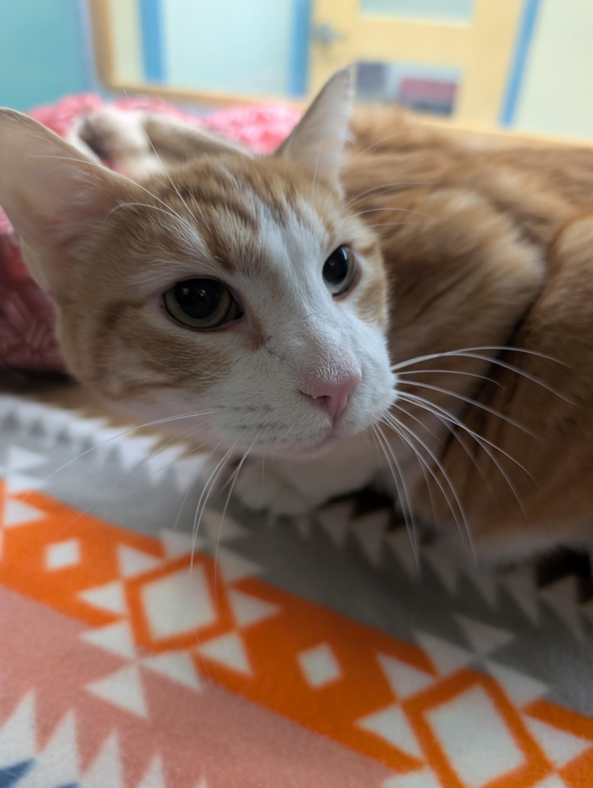 Richie, adopted, Adult Male Domestic Short Hair.